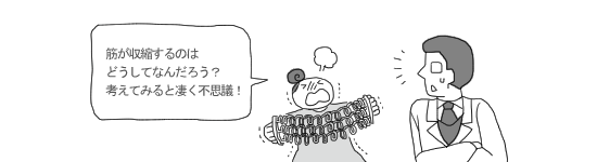 筋収縮のしくみ 筋収縮のしくみ