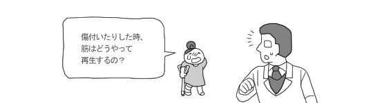 筋の再生 筋の再生