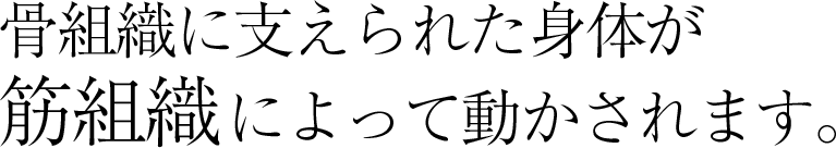 骨組織に支えられた身体が筋組織によって動かされます。 骨組織に支えられた身体が筋組織によって動かされます。
